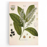 Vintage Botanical Illustration of Prunus Plant Art Print