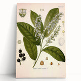Vintage Botanical Illustration of Prunus Plant Art Print