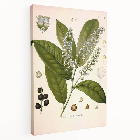 Vintage Botanical Illustration of Prunus Plant Art Print