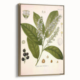 Vintage Botanical Illustration of Prunus Plant Art Print