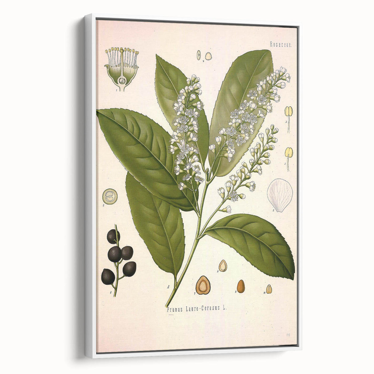 Vintage Botanical Illustration of Prunus Plant Art Print