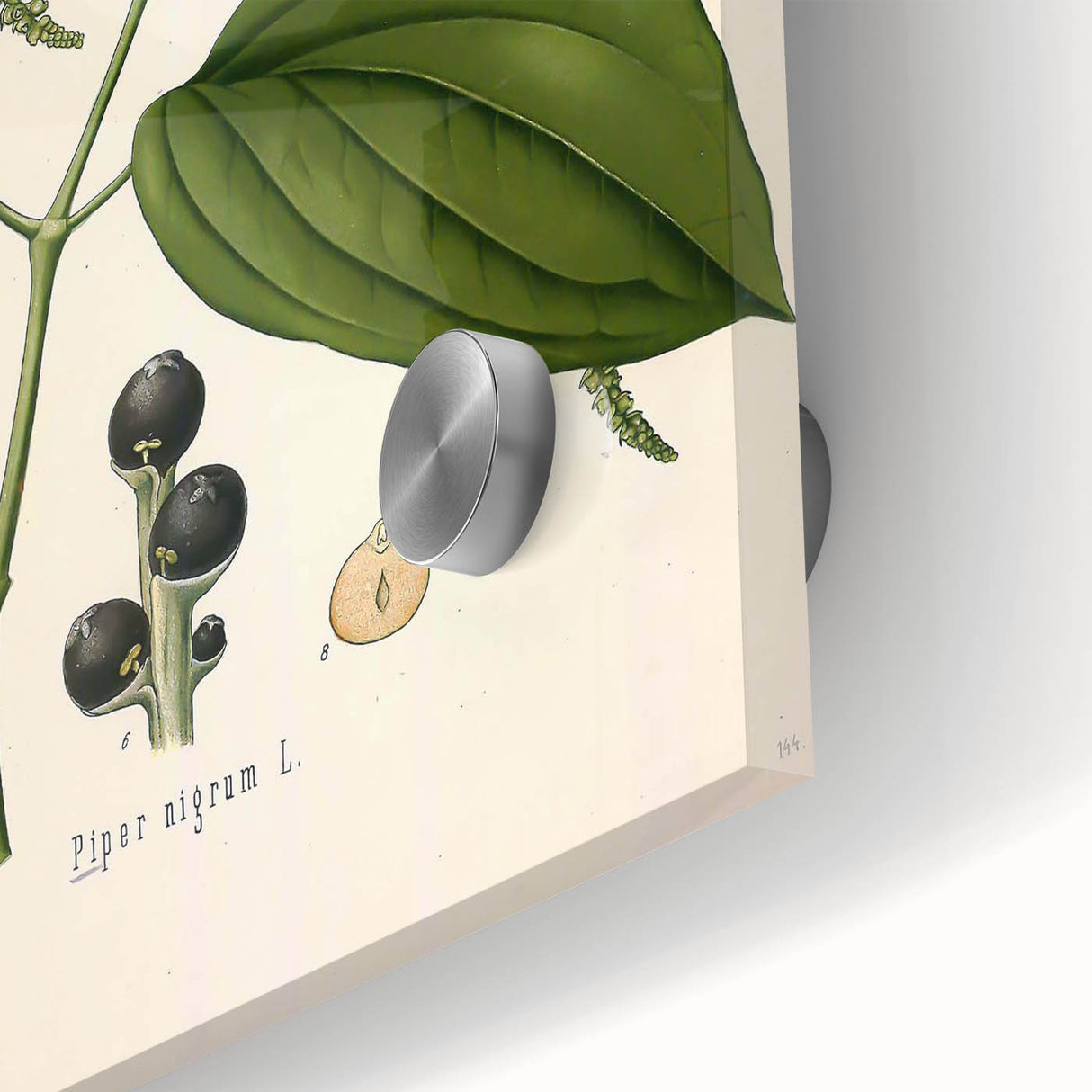 Vintage Botanical Illustration of Piper Plant Art Print