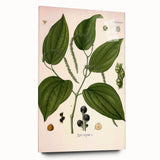 Vintage Botanical Illustration of Piper Plant Art Print