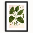 Vintage Botanical Illustration of Piper Plant Art Print