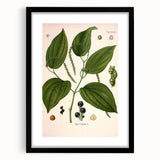 Vintage Botanical Illustration of Piper Plant Art Print