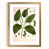 Vintage Botanical Illustration of Piper Plant Art Print