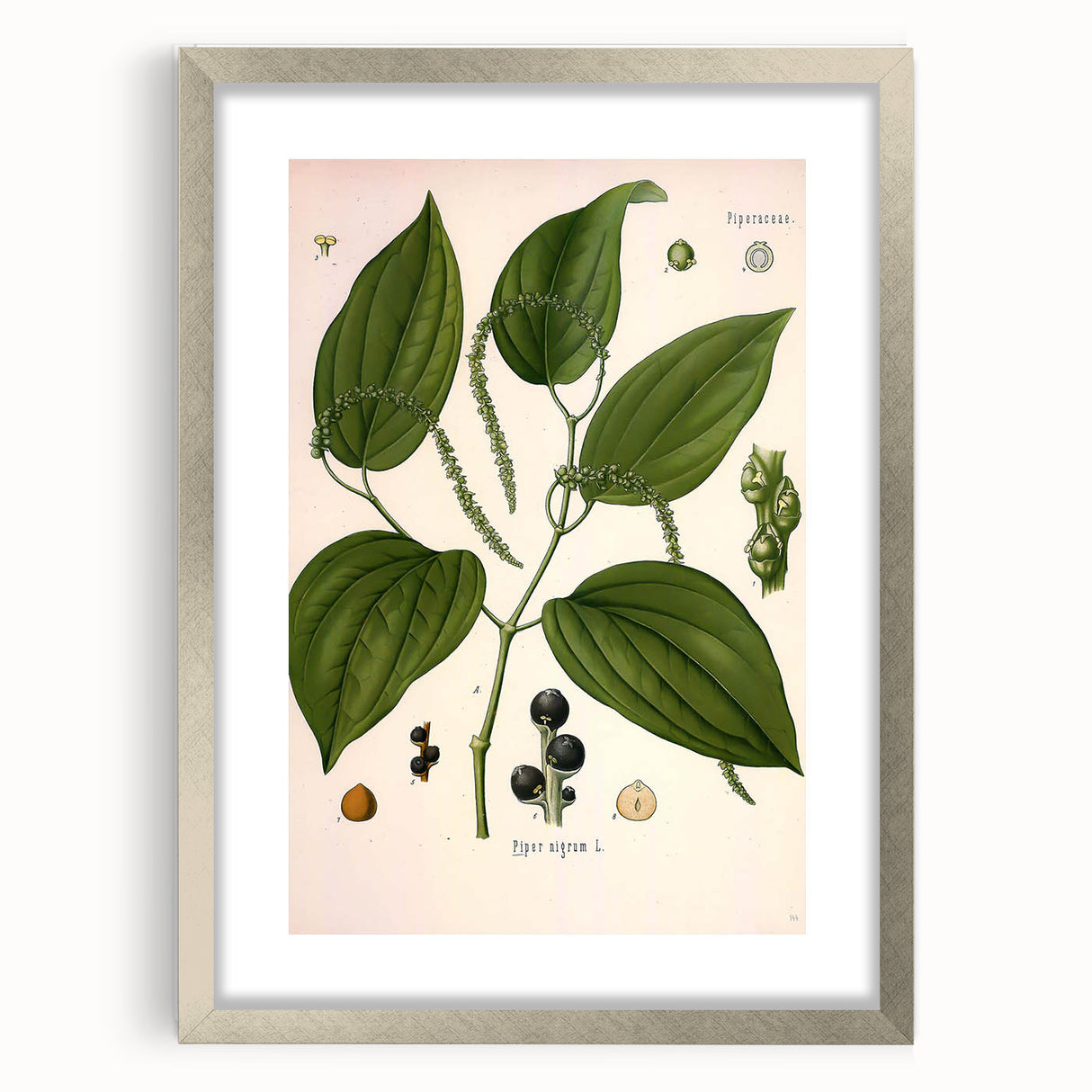 Vintage Botanical Illustration of Piper Plant Art Print