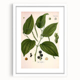 Vintage Botanical Illustration of Piper Plant Art Print