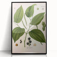 Vintage Botanical Illustration of Piper Plant Art Print