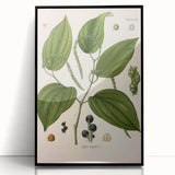 Vintage Botanical Illustration of Piper Plant Art Print