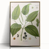 Vintage Botanical Illustration of Piper Plant Art Print