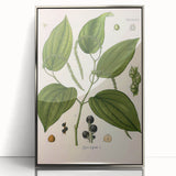 Vintage Botanical Illustration of Piper Plant Art Print
