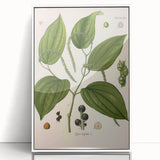 Vintage Botanical Illustration of Piper Plant Art Print