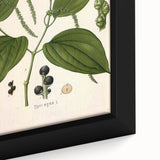 Vintage Botanical Illustration of Piper Plant Art Print