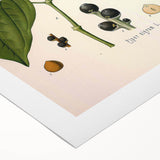 Vintage Botanical Illustration of Piper Plant Art Print