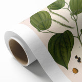 Vintage Botanical Illustration of Piper Plant Art Print