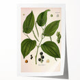 Vintage Botanical Illustration of Piper Plant Art Print