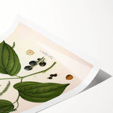 Vintage Botanical Illustration of Piper Plant Art Print