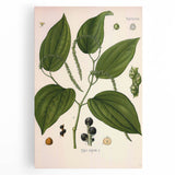 Vintage Botanical Illustration of Piper Plant Art Print