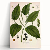 Vintage Botanical Illustration of Piper Plant Art Print