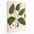 Vintage Botanical Illustration of Piper Plant Art Print
