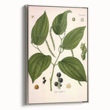 Vintage Botanical Illustration of Piper Plant Art Print