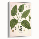 Vintage Botanical Illustration of Piper Plant Art Print