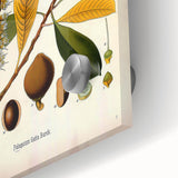 Vintage Botanical Illustration Art - Palaquium Gutta Burck Plant Print