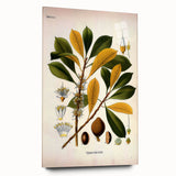 Vintage Botanical Illustration Art - Palaquium Gutta Burck Plant Print