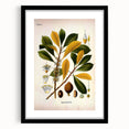 Vintage Botanical Illustration Art - Palaquium Gutta Burck Plant Print
