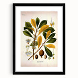Vintage Botanical Illustration Art - Palaquium Gutta Burck Plant Print