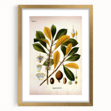 Vintage Botanical Illustration Art - Palaquium Gutta Burck Plant Print
