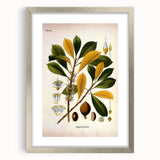 Vintage Botanical Illustration Art - Palaquium Gutta Burck Plant Print