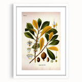 Vintage Botanical Illustration Art - Palaquium Gutta Burck Plant Print