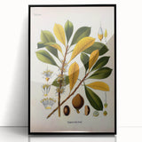 Vintage Botanical Illustration Art - Palaquium Gutta Burck Plant Print