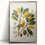 Vintage Botanical Illustration Art - Palaquium Gutta Burck Plant Print