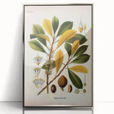 Vintage Botanical Illustration Art - Palaquium Gutta Burck Plant Print