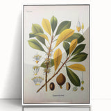 Vintage Botanical Illustration Art - Palaquium Gutta Burck Plant Print