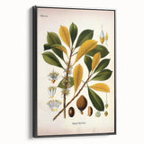 Vintage Botanical Illustration Art - Palaquium Gutta Burck Plant Print