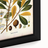 Vintage Botanical Illustration Art - Palaquium Gutta Burck Plant Print