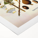 Vintage Botanical Illustration Art - Palaquium Gutta Burck Plant Print