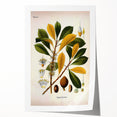 Vintage Botanical Illustration Art - Palaquium Gutta Burck Plant Print
