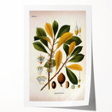 Vintage Botanical Illustration Art - Palaquium Gutta Burck Plant Print