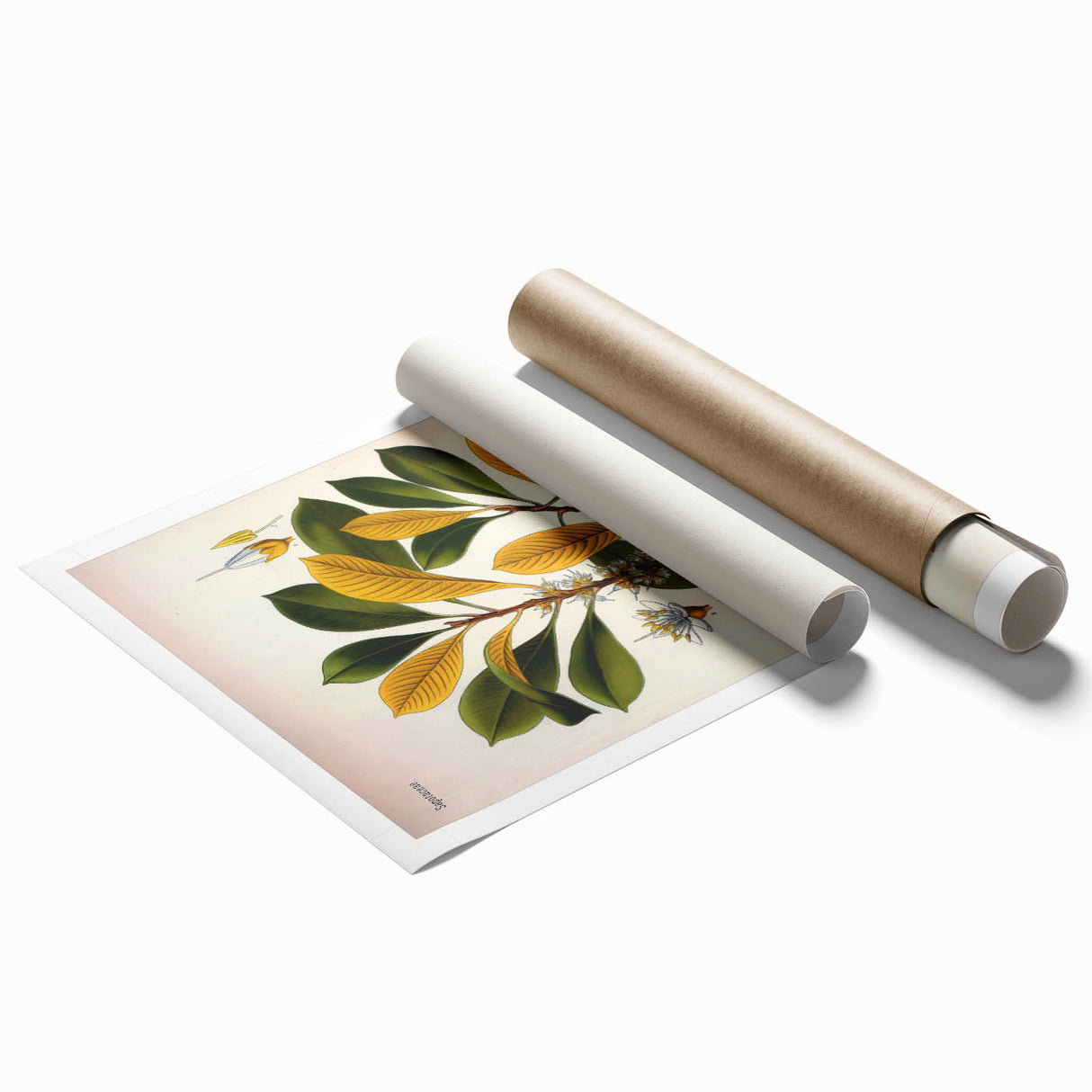 Vintage Botanical Illustration Art - Palaquium Gutta Burck Plant Print