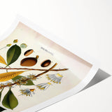 Vintage Botanical Illustration Art - Palaquium Gutta Burck Plant Print