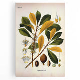 Vintage Botanical Illustration Art - Palaquium Gutta Burck Plant Print