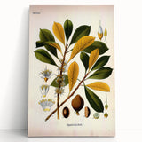 Vintage Botanical Illustration Art - Palaquium Gutta Burck Plant Print