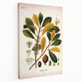 Vintage Botanical Illustration Art - Palaquium Gutta Burck Plant Print
