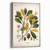 Vintage Botanical Illustration Art - Palaquium Gutta Burck Plant Print