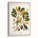 Vintage Botanical Illustration Art - Palaquium Gutta Burck Plant Print